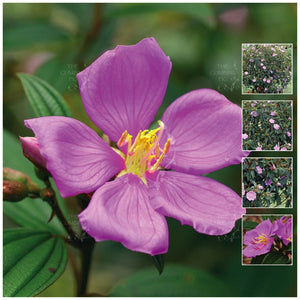 Melastoma Pink Blue Tongue Seeds