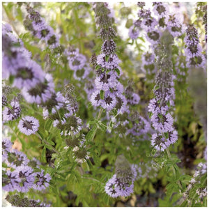 Mentha English Pennyroyal Seeds
