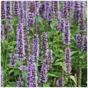 Mint Korean Mint LXR Seeds