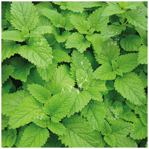 Mint Lemon Balm Mint LXR Seeds