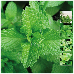 Mint Peppermint LXR Seeds