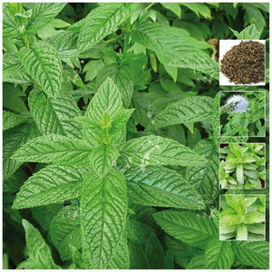 Mint Spearmint LXR Seeds