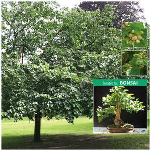Morus Alba White Mulberry Seeds