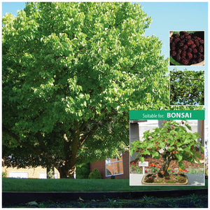 Morus Nigra Black Mulberry Seeds