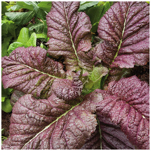 Mustard Purple Osaka Seeds