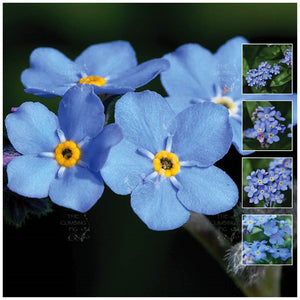 Myosotis Forget Me Not Blue Seeds