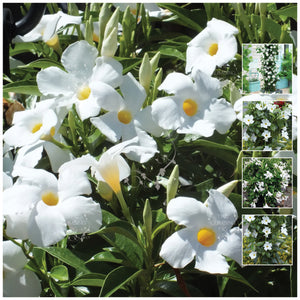 MANDEVILLA White Mandevillea Jasmine Seeds. Hardy modern evergreen climber