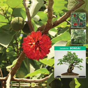 MORUS Papyrifera Ornamental Mulberry Seeds. No mess (no fruit) Mulberry tree