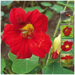 Nasturtium Hybrid Scarlet GL Seeds