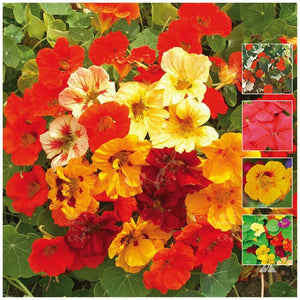 Nasturtium Jewel Mix Improved Seeds