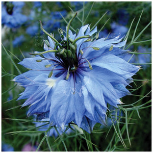 Nigella Miss Jekyll Blue Seeds