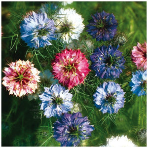 Nigella Persian Jewels Mix Seeds