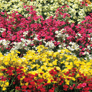 Nemesia Liberated Daydream Mix Seeds. Bright red, orange, pink, white flowers