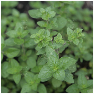 Oregano Greek Seeds