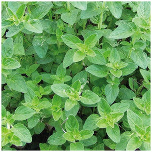 Oregano Italian Wild Seeds