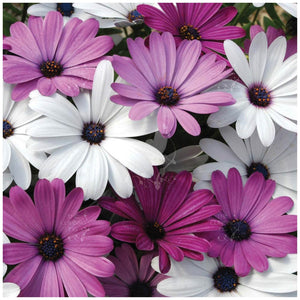 Osteospermum Passion Mix Seeds