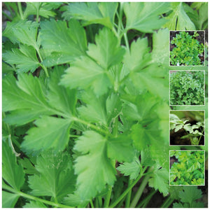 Parsley Italian Resilience Seeds