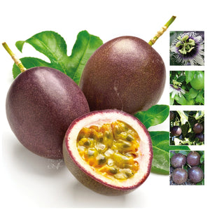 Passionfruit Edulis Black Max Seeds