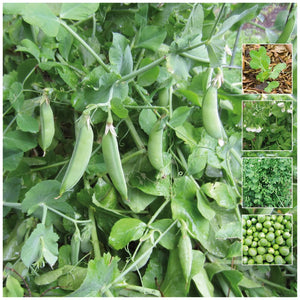 Pea Snap Cascadia Seeds