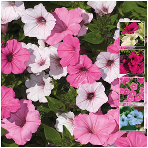 Petunia Multiflora Cherish Mix Seeds