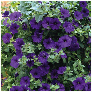 Petunia Violet Midnight Seeds