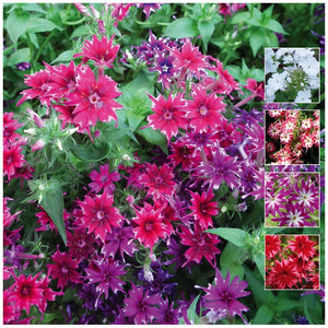 Phlox Twinkle Tina Seeds