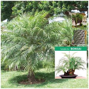 Phoenix Roebelenii Dwarf Canary Island Palm Seeds