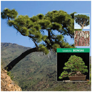 Pinus Pinaster PBE Beta Seeds