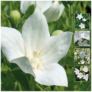 Platycodon Fuji White Seeds