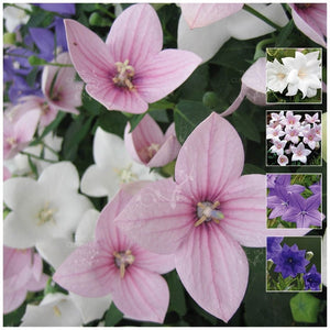 Platycodon Mix Of Amsterdam Seeds