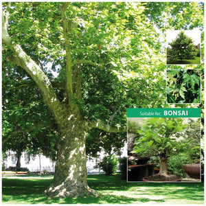 Platanus Orientalis Oriental Plane Tree Seeds