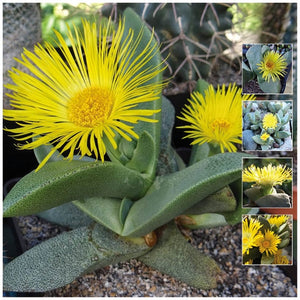 Pleiospilos Simulans Split Rock Plant Seeds
