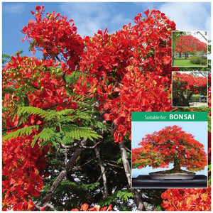 Poinciana Delonix Flamboyant Brisvegas Seeds