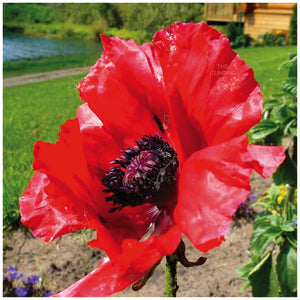 Poppy Oriental Scarlet Corona Seeds