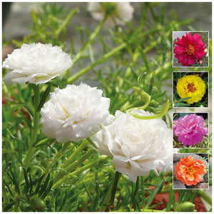 Portulaca Discodoubles Seeds