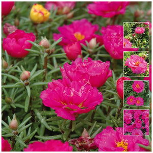 Portulaca Endless Summer Magenta Seeds