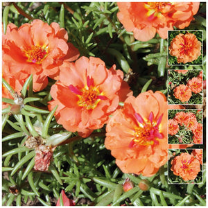 Portulaca Endless Summer Orange Seeds