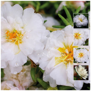 Portulaca Endless Summer White Seeds