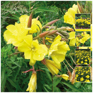 Primrose Of The Evening Seeds