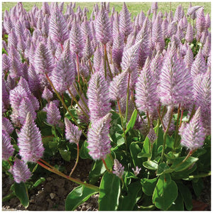 Ptilotus Pink Mulla Mulla Seeds