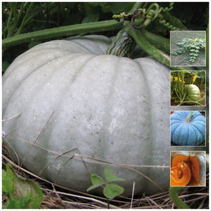 Pumpkin Queensland Blue Seeds