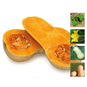 Pumpkin Waltham 451 Butternut Seeds