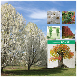 Pyrus Ussuriensis Manchurian Pear Seeds