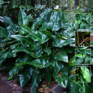 Philodendron Tuxla Seeds. Rare climbing hybrid philodendron variety. Glossy