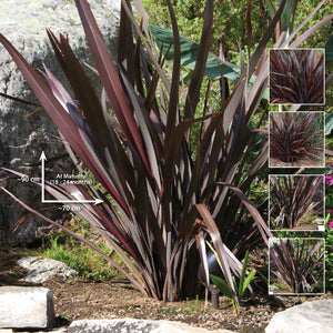 PHORMIUM Cookianum Purpurea Seeds. Premium compact flax modern landscape