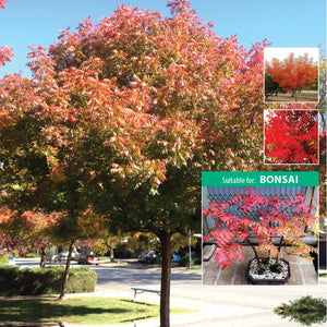 Pistacia Chinensis Tree Seeds