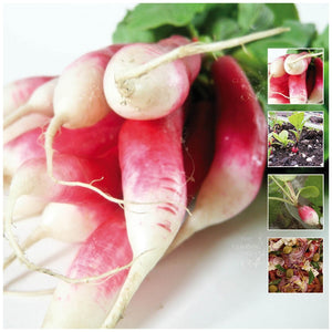Radish French Breakfast Seeds