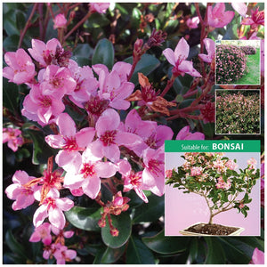 Rhaphiolepis Apple Blossom Seeds