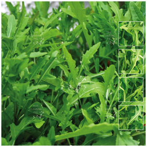 Rocket Gourmet Salad Seeds