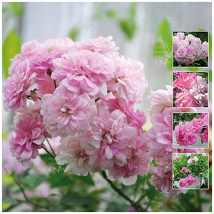 Rosa Garden Party Rose Seeds